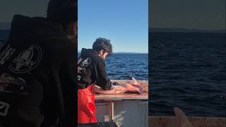 (catch and clean gummy sharks fishing) #fishing#viral#fish#seafoodprep #shark #ocean #foryou#new