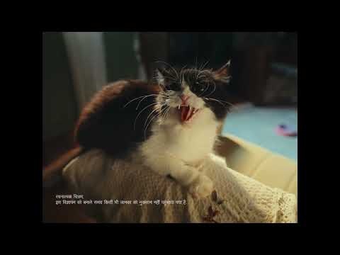 Desh Ka Namak | #NamakHoTataKaTataNamak (Cats)