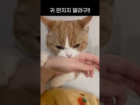 스치기만 했는데 너무하네 참 #화난고양이
