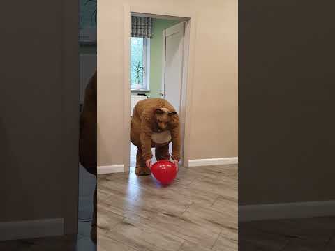 A little doggy finds a red balloon was left by a big fat shaggy dog