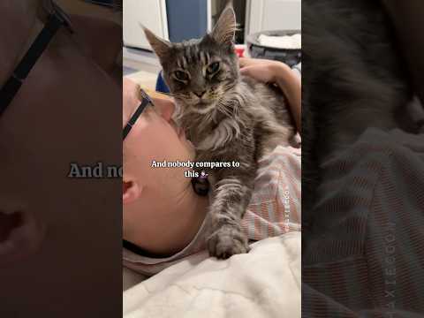 ๐One Meow to Steal Your Man ๐ผ One Purr to Become His Maine Squeeze ๐ #catdad #mainecoon