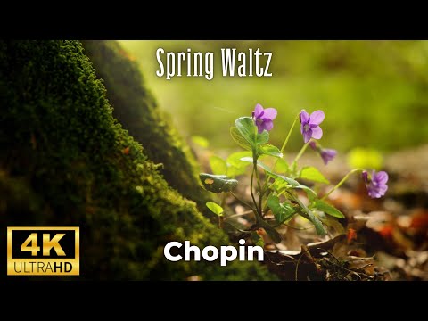 Spring Waltz (Mariage d&#39;Amour) Chopin 4K