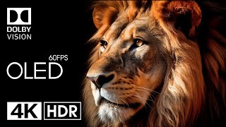 MEILLEUR DE LA VIDÉO ULTRA HD Dolby Vision HDR 4K (60 FPS)