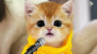 KUCING NYANYI SHOLAWAT YA NABI SALAM ALAIKA