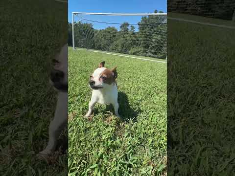 Playing soccer with my dog