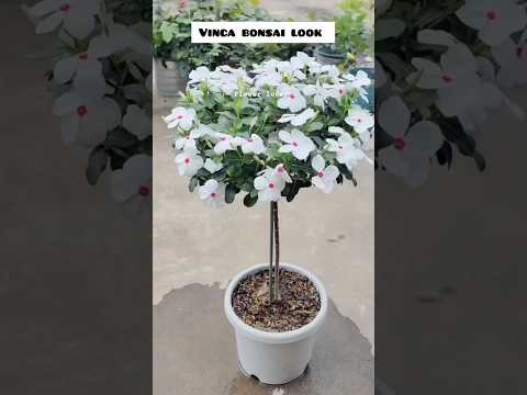 आसान तरीके से बनाएं vinca की bonsai ......#flowers #short