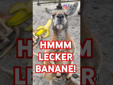 KÄNGURU LIEBT BANANE!😹 #shorts von  @ARSCHBULETTE #funnyanimals #funny #lustig #witzig #kangaroo