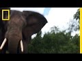 Elephant Behavior and Responses