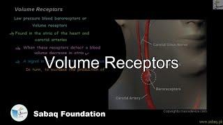 Volume receptors