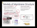 Cell Membrane Structure and Function
