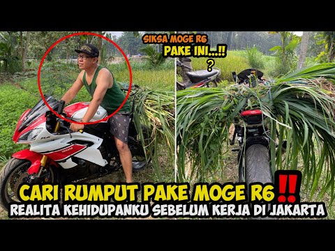 WEDYAN TENAN CAK❗️KITA GAS CARI DAN BAWA RUMPUT PAKE YAMAHA R6