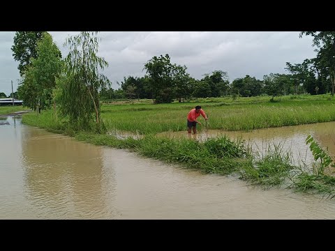 ฝนมาอย่างหนัก มาหาปลากันจ้า