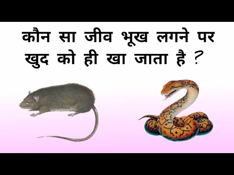 Self G.K. Test in Hindi | LEARNING NEED | #gkinhindi #gkquiz