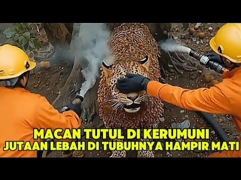 HAMPIR MATI! MACAN TUTUL INI, DI KERUMUNI JUTAAN LEBAH DI TUBUHNYA