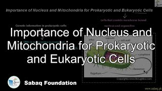 Importance of Nucleus and Mitochondria for Prokaryotic and Eukaryotic Cells
