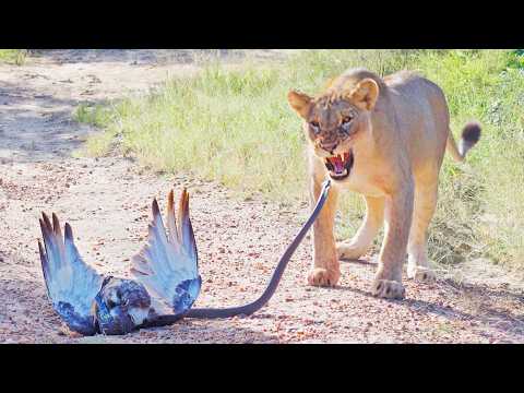 Epic Battle Between Lions, Black Mamba and Eagle!