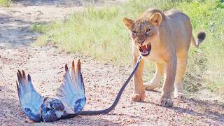 Epic Battle Between Lions, Black Mamba and Eagle