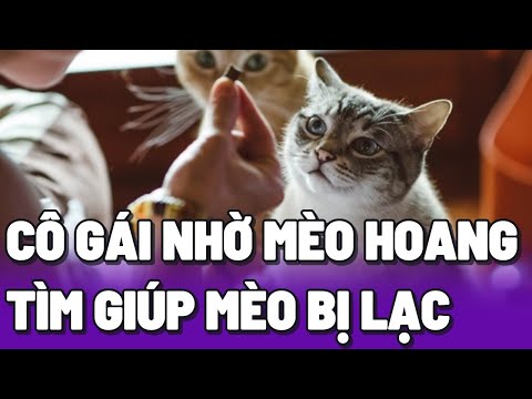 Cô gái nhờ Mèo hoang tìm giúp bé mèo đang bị lạc của mình 😂