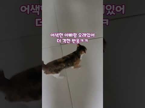 아빠랑 있던 개냥이가 엄마 왔을 때 반응