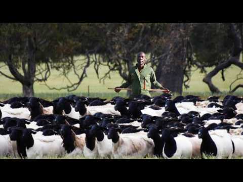 From Grass to Millions | The Real Cost of Starting a Dorper Sheep Empire