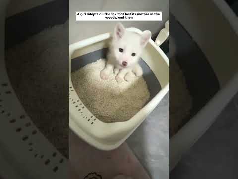 rescue the little white fox that lost its mother in the forest #fox #animals #shorts