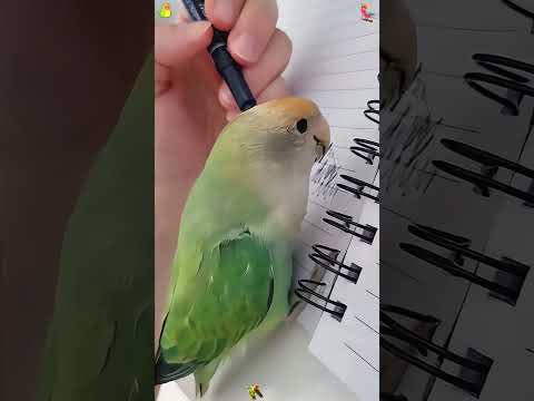 Funny parrot impersonation #funny #funnyanimal #youtube #animals #funnypet #pet #foryou #action
