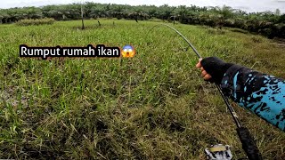 Rerumputan rawa ini markasnya ikan gabus