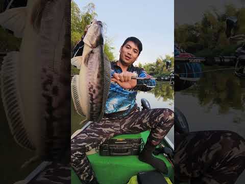 ซาโบทาจทำงานตกปลาfishingเลาะซิดปลาSTFวันรุ่นซาโบ