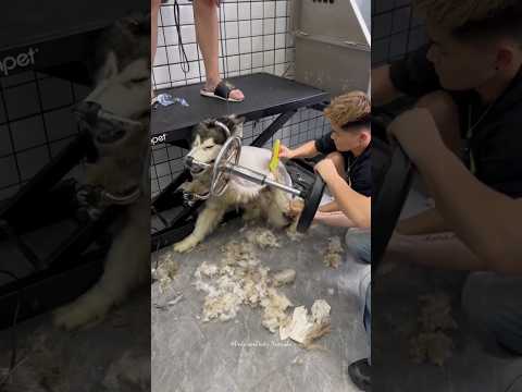 Grooming Aggressive Ferious Husky Impossible Challenge 😮‍💨🥵 #shorts #pets #dog #trending #funny