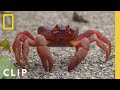 Christmas Island Red Crab Migration