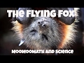 Flying Foxes: Facts and Trivia