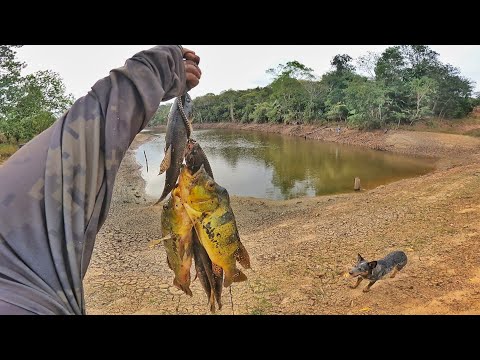 Pesquei em um lago que estava secando os peixes estavam loucos!