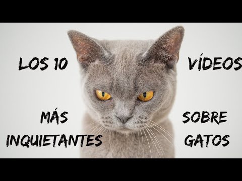 Recopilación de los vídeos mas terroríficos sobre gatos