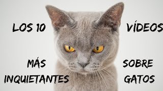 Recopilación de los vídeos mas terroríficos sobre gatos
