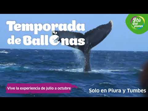 ¡Aventura con Ballenas! 🌊🛶🐋