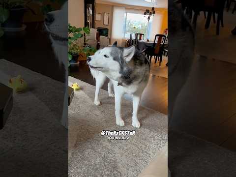 Don’t Be Telling Our Doggy Secrets! - RxCKSTxR Comedy Voiceover