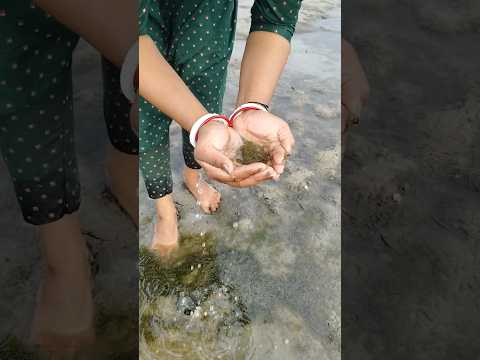 দেখো কত মাছ