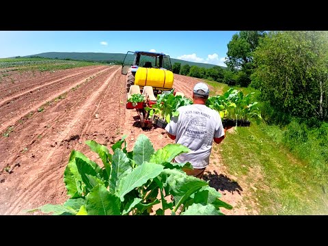 Making sure we have a long HARVEST