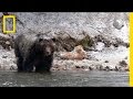 Surviving Grizzly Bear Encounters
