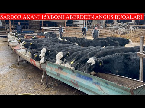 SARDOR AKANI ABERDEEN ANGUS GEREFOD BUQALARI KELDI KAYFIYATI 💯 EKAN NARXLARNI ZOR AYTDI