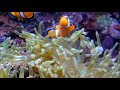 Clownfish and Their Symbiotic Relationship with Sea Anemones