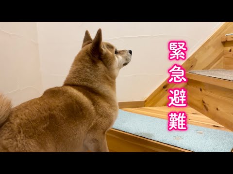 ママと一緒に姉ちゃんが見つけた避難場所まで必死に避難する柴犬が可愛い