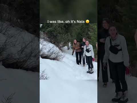 “Nala stomps” spotted on a random trail 🎥:@BrodieThatDood #goldenretriever  #dog
