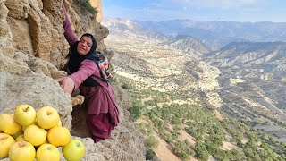 🌄🌄Kulthum's long journey for mountain fruits: Zolma Bazegasht for apple fruit to figs in the rocks🌳