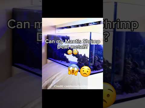 Can my Mantis Shrimp DENT METAL?!