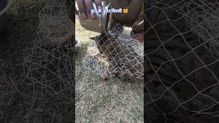 कुएं में गिरी बिल्ली #snake  #snakemanharyana #RGsnake #shortvideo #reels