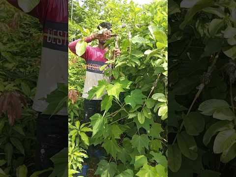 পেয়ারার গুটি কলম তৈরি হচ্ছে #garden #shorts