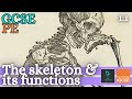 Exploring the Functions of the Skeleton in GCSE PE