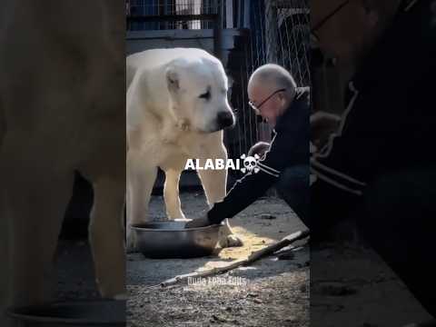 TRANSFORMAÇÕES💀ALABAI, AKITA AMERICANO, DOGO ARGENTINO, PITBULL #alabai#pitbull#dogoargentino#akita