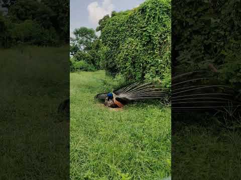 मोर #peacock #birds  mor peacock saund peacock dance #animals #nature  #birdlife #peacocks
